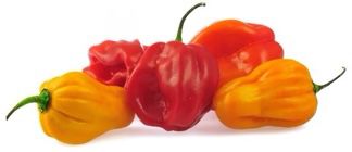 Fresh Scotch bonnet 1kG