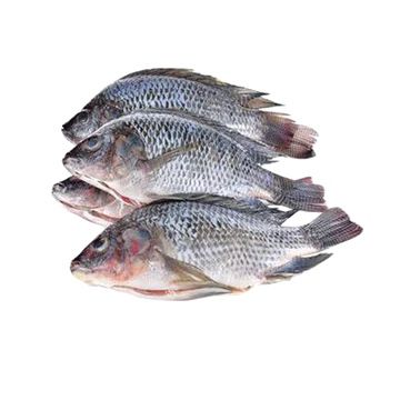 Frozen tilapia