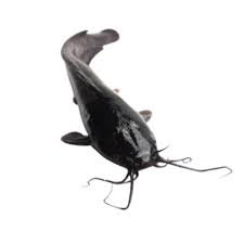 Large Whole cat fish 3 pcs