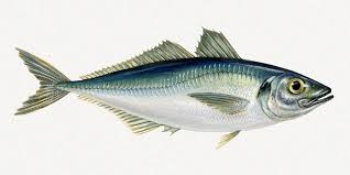 Horse Mackarel Fish