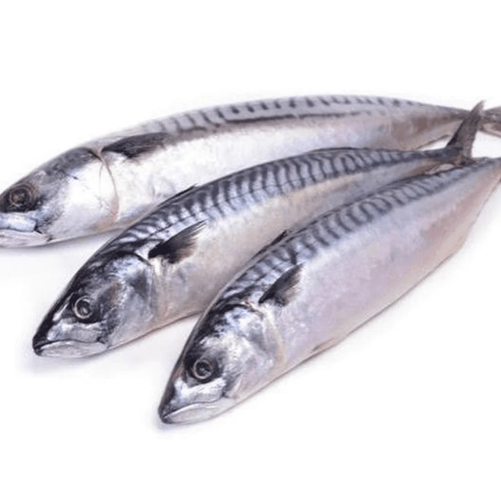 Mackerel Fish (Titus) x4