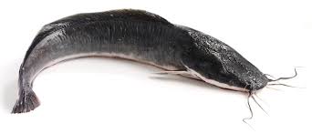 Frozen Catfish Whole