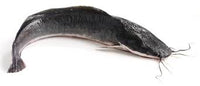 Frozen Catfish Whole