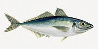 Horse Mackarel Fish